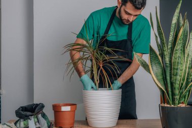 Bahçıvan, saksıdan iç bitki nakli yapıyor.