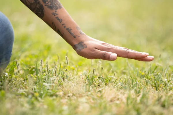 Hand Stroking Grass Summer — 图库照片