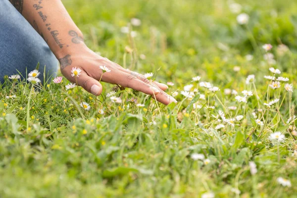 Hand Stroking Grass Summer — Fotografia de Stock