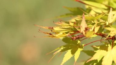 natural background of leaves in autumn