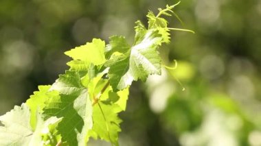 vine leaf branch in the vineyard