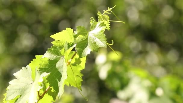 Vine Leaf Branch Vineyard — Stok video