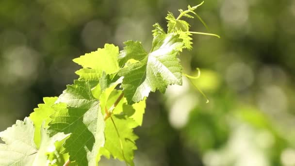 Vine Leaf Branch Vineyard — Stok video