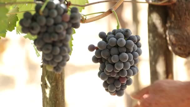 Mani Taglio Vendemmia Grappoli Uva — Video Stock