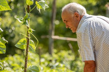 Meyve bahçesinde çalışan kıdemli çiftçi, ekolojik tüketim