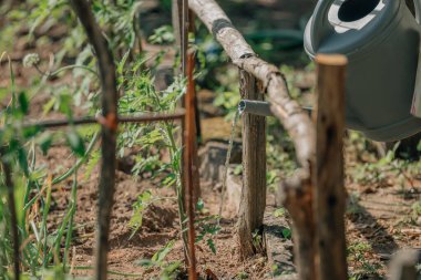 Sulama tenekesi bahçeyi suluyor