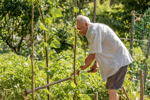 Старший Фермер Який Працює Саду Екологічне Самоспоживання — стокове фото