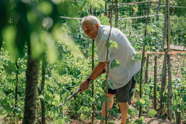 Agricultor Sénior Que Trabalha Pomar Autoconsumo Ecológico — Fotografia de Stock