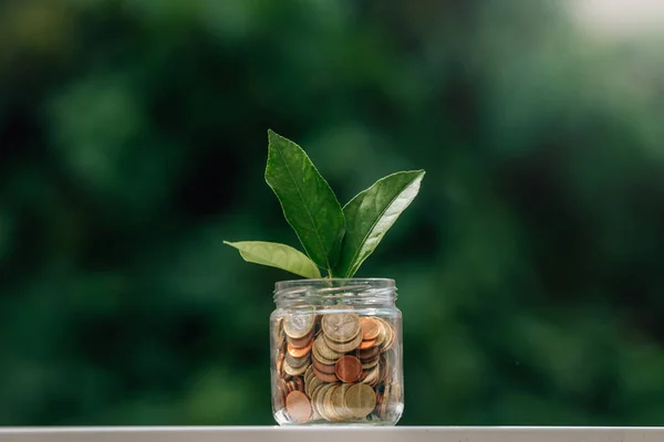 Pote Com Moedas Brotação Plantas Jovens — Fotografia de Stock