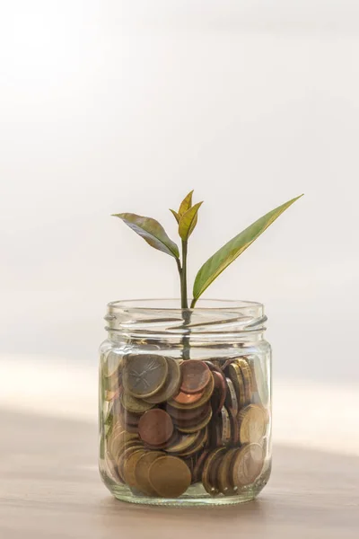 Glazen Pot Met Munten Plantenspruitjes — Stockfoto