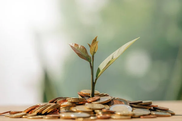 Monedas Apiladas Con Brotes Jóvenes Planta —  Fotos de Stock