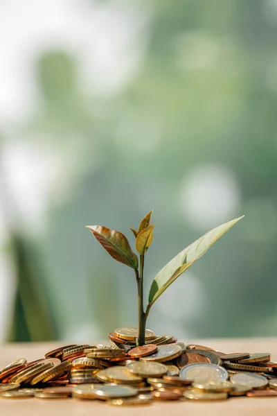 Bitkinin Taze Filizleriyle Dolu Sikkeler — Stok fotoğraf