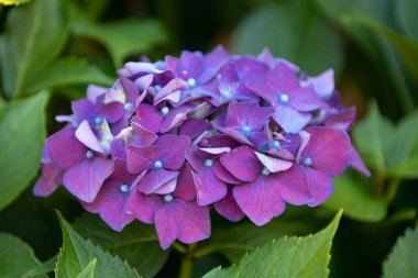Bitkinin üzerindeki doğal ortanca çiçekleri.