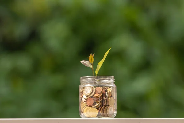 Pot Coins Young Plant Sprouting — Stock Photo, Image