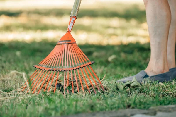 Jardineiro Escolhendo Varrendo Com Ancinho — Fotografia de Stock