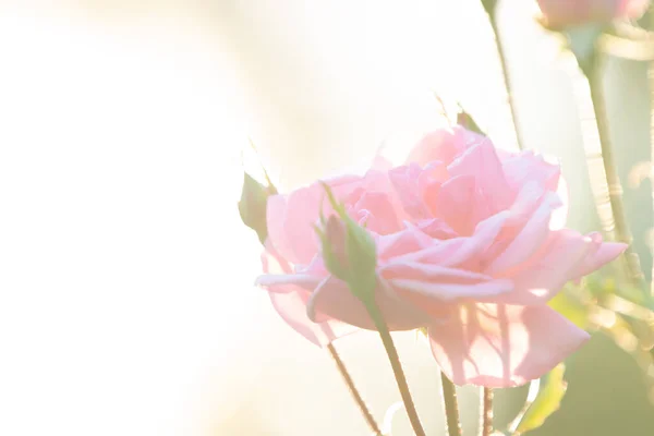Rose Rétro Éclairé Dans Ton Pastel Romantique Printemps — Photo