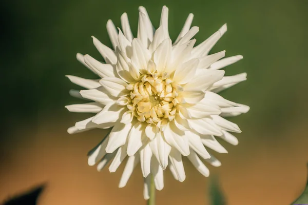 Natürliche Chrysanthemenblüte Freilandpflanze — Stockfoto