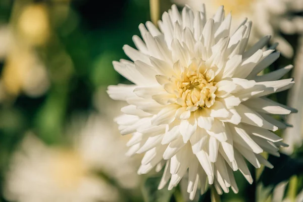Fleur Naturelle Chrysanthème Dans Plante Extérieure — Photo