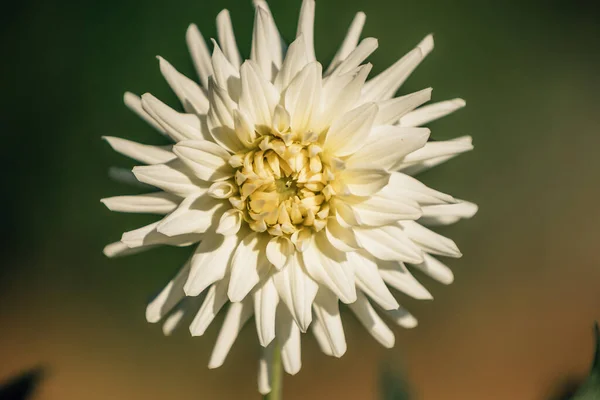 Přírodní Chryzantéma Květ Venkovní Rostliny — Stock fotografie