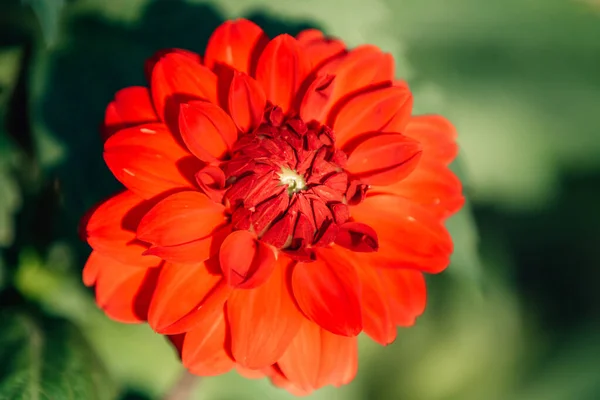 Natürliche Dahlienblüte Freilandpflanze — Stockfoto