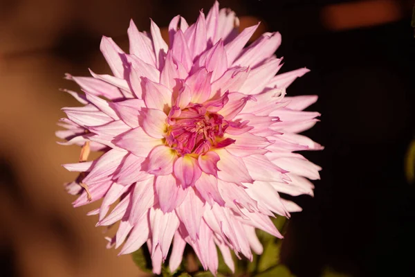 Bitkinin Üzerinde Doğal Kasımpatı Çiçekleri — Stok fotoğraf