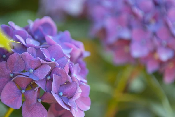 Натуральное Цветение Гортензии Растении — стоковое фото