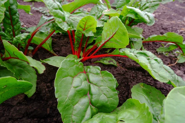 Hojas de acelga roja. Una planta comestible que crece en el jardín —  Fotos de Stock