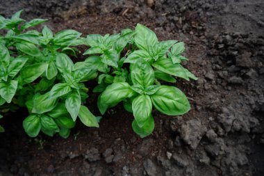 İtalyan fesleğeni. Taze taze fesleğen verimli topraklarda yetişir..