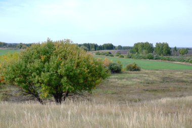 Kırsal sonbahar manzarası. Kırsaldaki çayır..