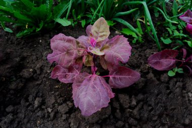 Kırmızı kinoa yaprakları yakın plan. Bahçedeki sağlıklı bitkileri biçin..