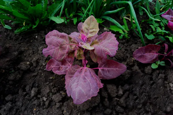 Bladeren van rode quinoa close-up. Oogst gezonde planten in de tuin. — Stockfoto