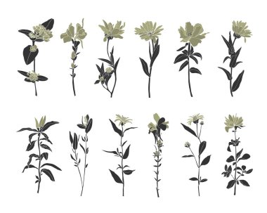 Vector set of wildflowers. Beautiful flowers with dark gray stems, twigs and olive-colored petals. clipart
