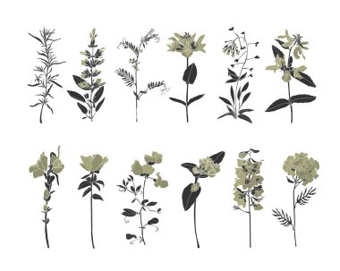 Vector set of wildflowers isolated on white background.  clipart
