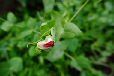 Çiy damlalarında bezelye çiçeği. Yeşil yapraklı bir arka planda Burgundy çiçeği. 
