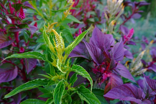 Celosia perbungaan pada latar belakang daun hijau dan ungu. — Stok Foto