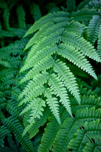 Fern leaves — Stock Photo, Image