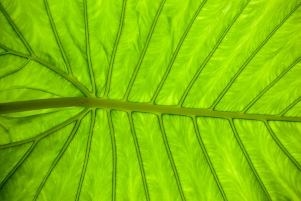 Textur av gröna blad — Stockfoto