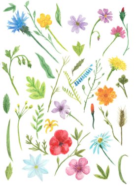 Elle çizilmiş kır çiçekleri ve bitkilerin suluboya koleksiyonu
