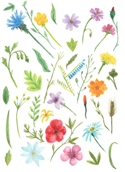 Elle çizilmiş kır çiçekleri ve bitkilerin suluboya koleksiyonu
