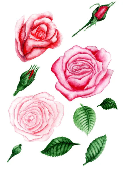 Acuarela Dibujada Mano Conjunto Rosas Hojas — Foto de Stock