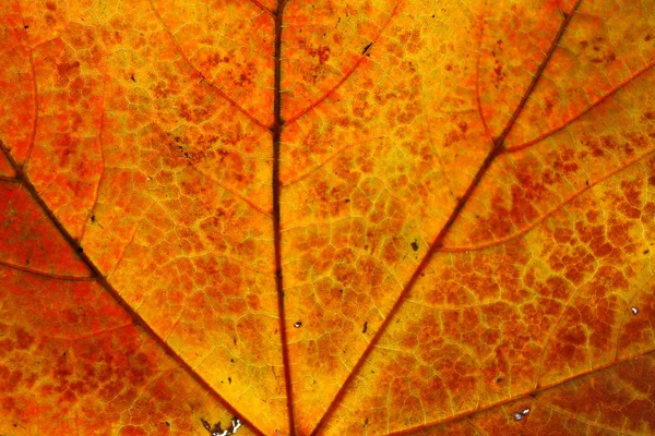 Hoja de arce — Foto de Stock