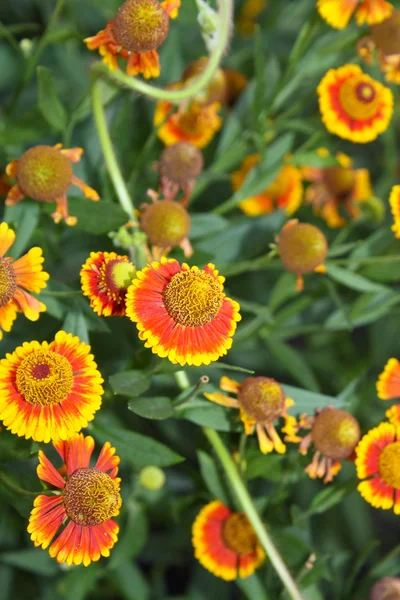 Gailardia flowers — Stock Photo, Image