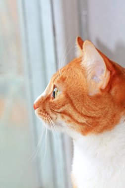 Sevgili zencefil kedi