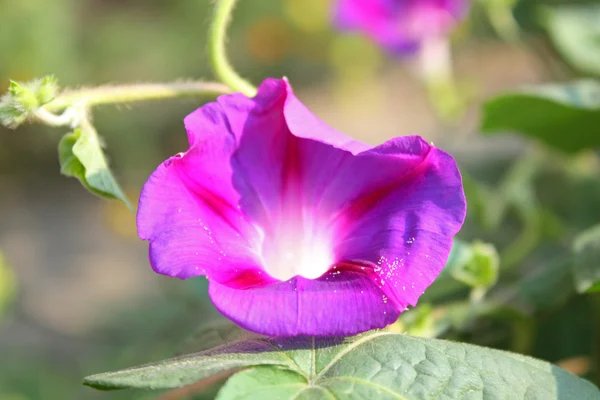 Ipomoea