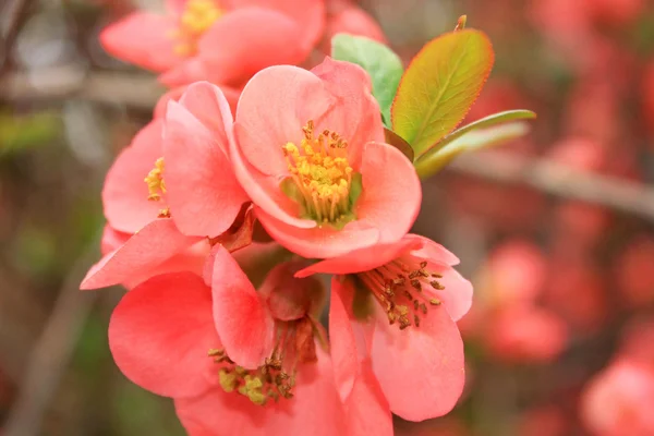 Blooming japan plum — Stock Photo, Image