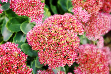 Kırmızı bahçedeki