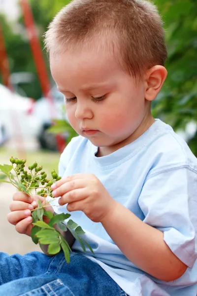 Kül-berry küme araştırma — Stok fotoğraf