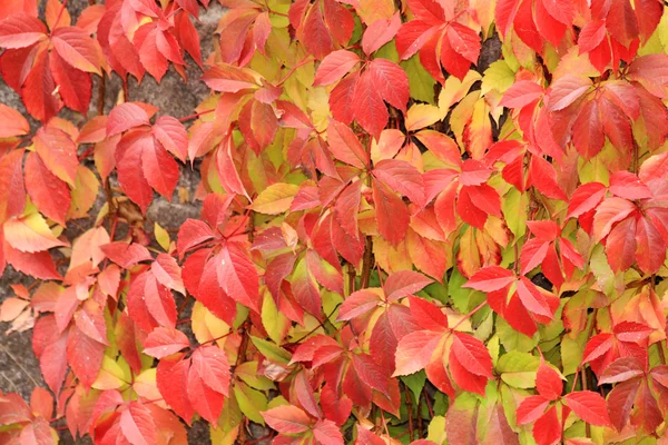 Oktober färger av vilda druvor vinstockar — Stockfoto