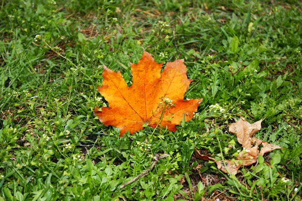 Sarı akçaağaç yaprağı — Stok fotoğraf