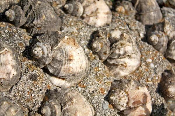 Conchas marinas — Foto de Stock